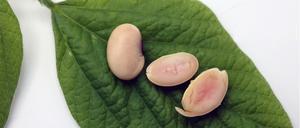 Die Firma Moolec nennt ihre neue, gentechnisch hergestellte Sojabohnen-Sorte „Piggy Sooy” – sie enthält Schweineprotein.