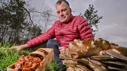 Lutz Helbig, Pilzberater, zeigt in einem Wald in der Lausitz eine kleine Auswahl von echten Winterpilzen. 