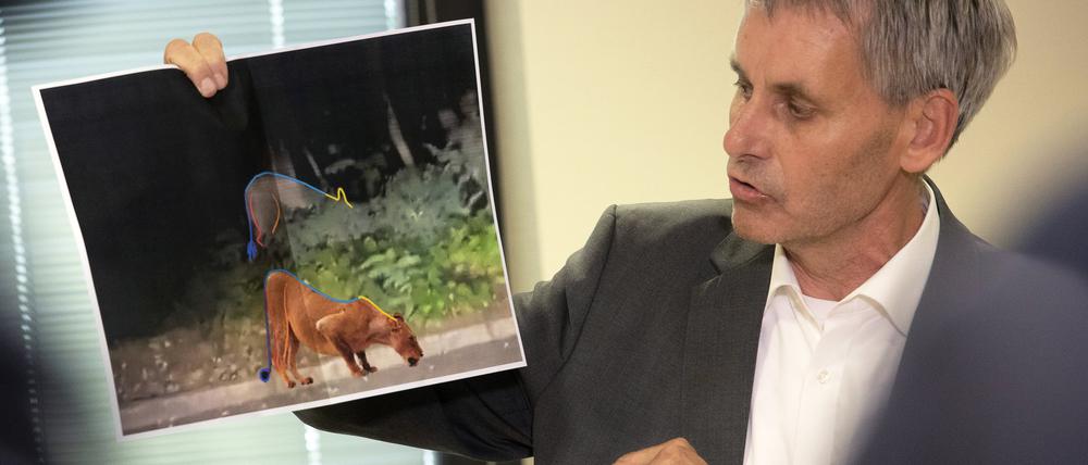 Michael Grubert (SPD), Bürgermeister von Kleinmachnow, erklärt anhand von Fotos, weshalb es sich bei dem gesuchten Raubtier um keine Löwin handelt.