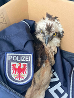 Die Polizisten legten das Tier vorsichtig in einen Karton.