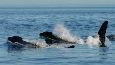 Schwertwalbullen halten lebenslang Kontakt zu ihrer Mutter.