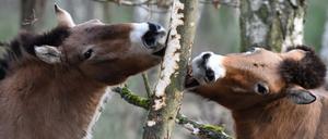 Unter natürlichen Bedingungen und nahezu unberührt vom Menschen leben die Przewalski-Pferde in der geschützten Kernzone der Döberitzer Heide.