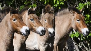 Die im natürlichen Lebensraum als lange Zeit ausgestorben gegoltenen Przewalskipferde stehen bei der Vorstellung eines Projektes für die Rückkehr nach Kasachstan im Gehege im Tierpark Berlin. 