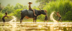 Laos: Dort sind Büffel viel wert.