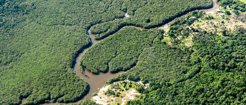 Die Abholzung im brasilianischen Amazonasgebiet ist zum ersten Mal seit vier Jahren rückläufig.