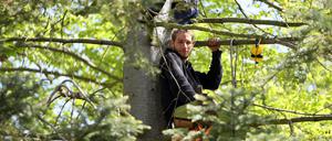 Jakob Drews auf einer Tanne in Golm: Der Student aus Potsdam verhinderte vorerst die Fällung des Baums.