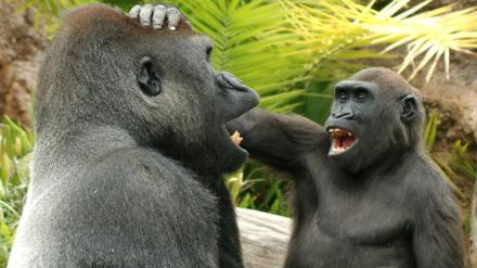Nicht nur Menschen machen Scherze, sondern auch Affen. Forschende haben ihre Neckereien erstmals systematisch untersucht. Demnach treiben manche Tiere mehr Schabernack als andere.