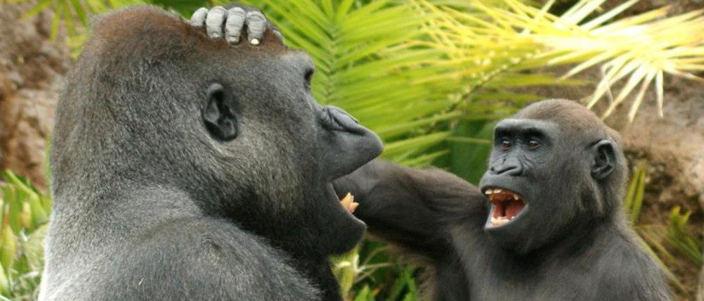 Nicht nur Menschen machen Scherze, sondern auch Affen. Forschende haben ihre Neckereien erstmals systematisch untersucht. Demnach treiben manche Tiere mehr Schabernack als andere.