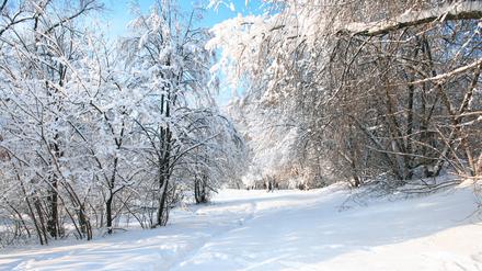 Eine verschneite Winterwaldlandschaft.