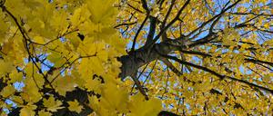 16.11.2023, Brandenburg, Treplin: Leuchtend gelb sind die Blätter eines Ahornbaumes vor dem blauen Himmel über einem Wald im Osten von Brandenburg.