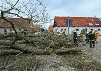Heftige Böen ließen zahlreiche Bäume in Brandenburg umstürzen.