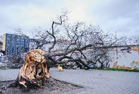 Das Sturmtief Zeynep hat einen Baum an der Warschauer Straße entwurzelt.