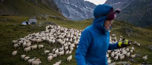 Aliki Buhayer-Mach treibt die Schafe in den Schweizer Alpen zusammen.