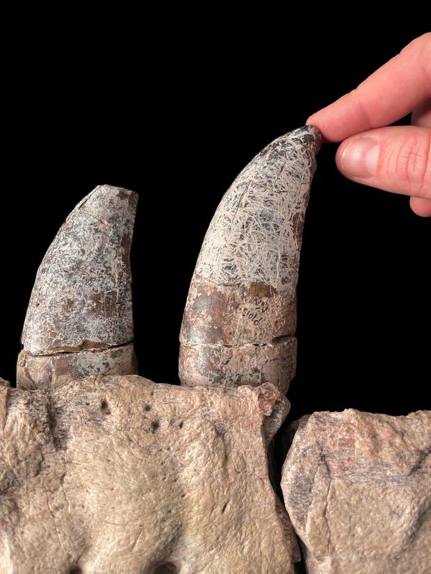 Schädelknochen und Zähne der nezuen Art unterscheiden sich deutlich von denen bekannter T.-rex-Vertreter.