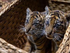 Neun Wochen sind die Sumatra-Tigerzwillinge im Tierpark Berlin nun alt.