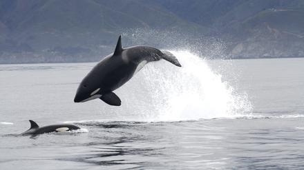 Einer der wandernden Schwertwale (küstennahe Gruppe) greift einen Seelöwen an.