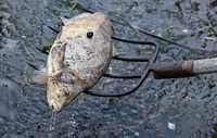 Unzählige tote Fische treiben im flachen Wasser des deutsch-polnischen Grenzflusses Oder, hier in Genschmar in Brandenburg.