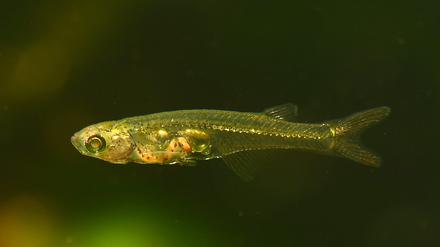 Mit zwölf Millimetern Körperlänge sind die Fische eines der kleinsten Wirbeltiere überhaupt.