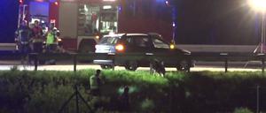 Ein Polizeihund nimmt seine Arbeit auf. Nach einem Vorfall auf der Autobahn 9 bei Brück in Brandenburg wird wegen des Verdachts eines Tötungsdelikts ermittelt.