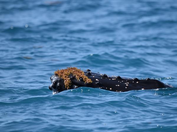 Karneval mit Kelp: Dieser Wal hat Spaß mit den Meerespflanzen.