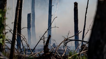Bei dem verheerenden Feuer im Juni bei Jüterbog hat eine Fläche von 688 Hektar Wald gebrannt. Zum Glück blieb das in diesem Jahr der einzige große Waldbrand. 