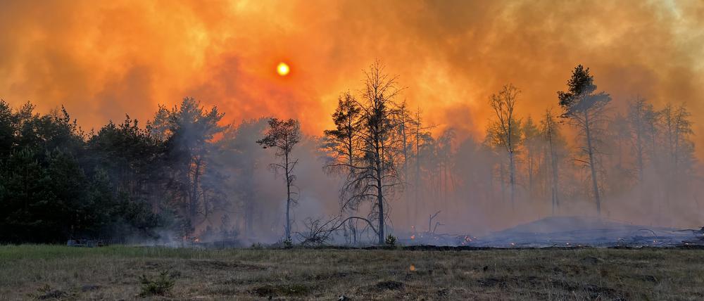 Lübtheen: Rauch und Flammen steigen in den Himmel aus einem Waldgebiet.