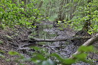Seit Jahrzehnten schwindet das Wasser in der Großen Rohrlake zwischen Potsdam und Kienwerder (Stahnsdorf)