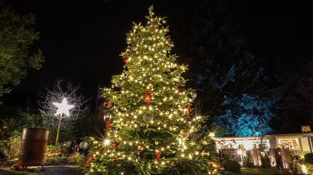 Ein hell erleuchteter und bunt geschmückter Weihnachtsbaum.