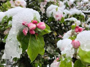 Die Blüten eines Apfelbaums in einem Garten in Bamberg sind mit Schnee bedeckt.
