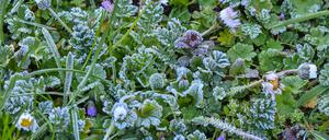 Raureif bedeckt Pflanzen auf einer Wiese in einem Garten. Nach Frost am Morgen gibt es in Berlin und Brandenburg am Montag Wolken und etwas Regen.