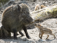 Vor kurzem hieß es erst: Wildschweine haben in Stahnsdorf die Macht übernommen.