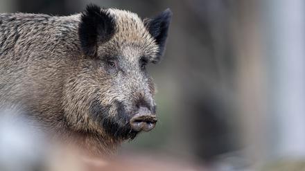 Wildschweine graben gerne nach Pilzen, die teils radioaktiv belastet sind.