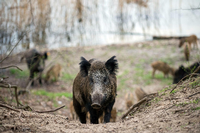 Bogenschützen stehen für Wildschwein-Jagd bereit