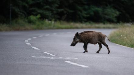 Ein Wildschwein läuft am frühen Abend über eine Straße in der Bundeshauptstadt. 