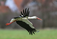 Wegen einer Verletzung kann der Storch keine weiten Strecken fliegen. 