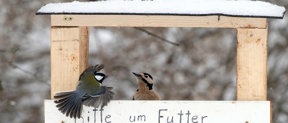 Eine Kohlmeise fliegt an ein Vogelfutterhäuschen im verschneiten Grunewald mit der Aufschrift "Bitte um Futter" während darin ein Buntspecht sitzt. +++ dpa-Bildfunk +++