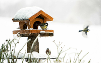 Eine Kohlmeise (Parus major) sitzt auf einem mit Schnee und Eis bedecktem Vogelhäuschen.