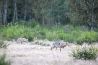 Zwei von sechs im Rudel: Wolfswelpen streifen durch die Döberitzer Heide.