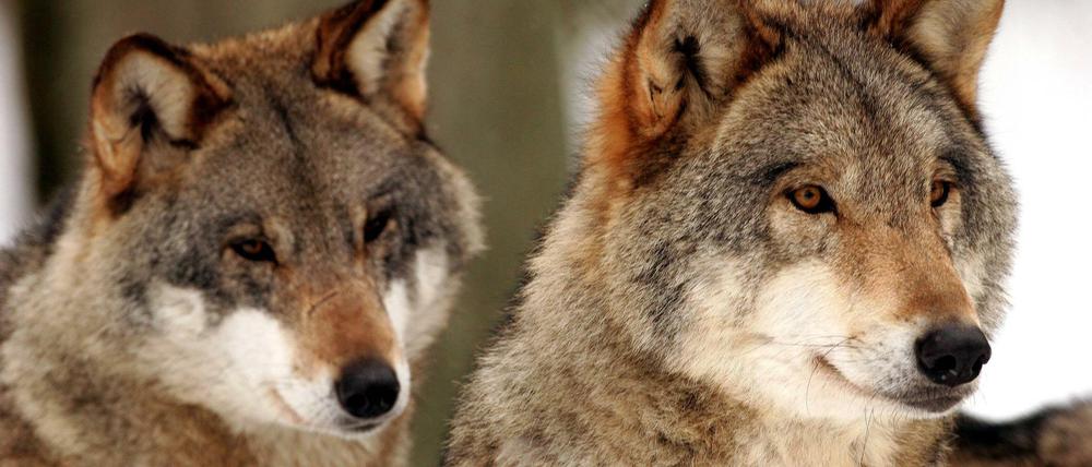 Dass der Wolf sich in Brandenburg weiter vermehrt, sehen vor allem Jäger kritisch.