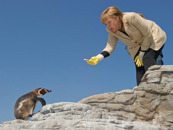 Bundeskanzlerin Angela Merkel lockt bei einem Wahlkreisbesuch die Pinguine im Ozeaneums in Stralsund mit einem Leckerbissen
