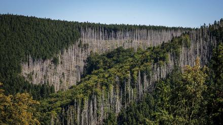 Als Folge des Klimawandels sind immer mehr Wälder in ihrer Existenz bedroht - wie hier einige Stellen im Nationalpark Harz. 