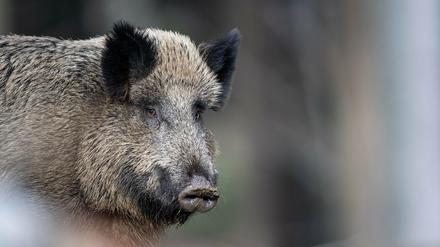 Bisher wurde die Afrikanische Schweinepest in Brandenburg bei 141 Wildschweinen nachgewiesen. 