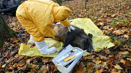 Polnische Veterinärbehörden haben in der vergangenen Woche das richtige Verhalten beim Auftreten der Afrikanischen Schweinepest trainiert.