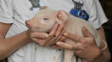 Eine Mitarbeiterin vom Unternehmen Schweinezucht Lindenberg GbR hält ein wenige Stunden altes Ferkel in ihren Armen. 
