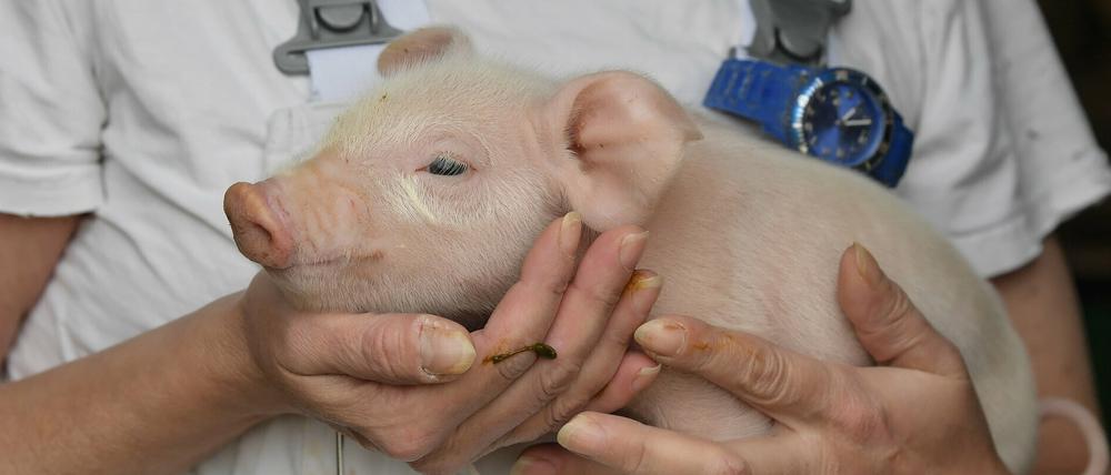 Eine Mitarbeiterin vom Unternehmen Schweinezucht Lindenberg GbR hält ein wenige Stunden altes Ferkel in ihren Armen. 