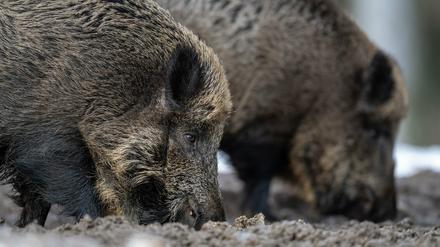 Im Kreis Spree-Neiße wurde das erste infizierte Wildschwein entdeckt (Symbolbild).