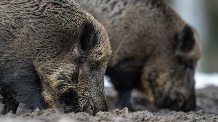 In Deutschland wurde bisher nur in Brandenburg Fälle der Schweinepest festgestellt.