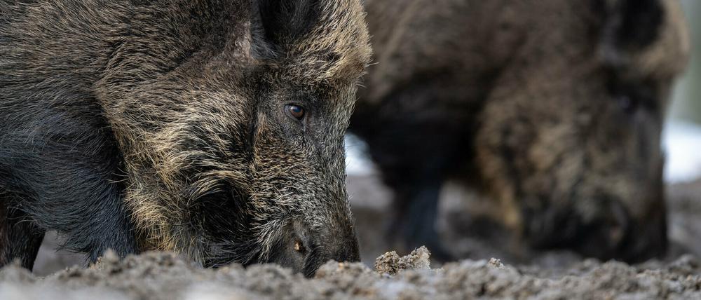 In Deutschland wurde bisher nur in Brandenburg Fälle der Schweinepest festgestellt.