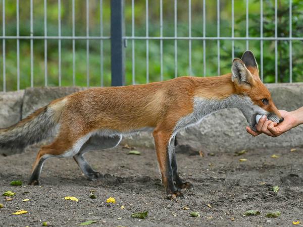 Füttterungszeit: Dieser Fuchs bekommt von Daniele Franze ein Ei.