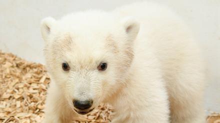 Berlins kleine Eisbärin soll am kommendem Samstag das erste Mal für Besucher im Tierpark zu sehen sein.
